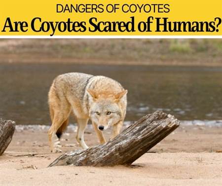 Are Coyotes Scared Of Humans? Are they Dangerous or scared?