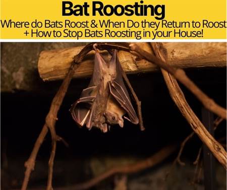 What Time Do Bats Return to Roost & Where Do Bats Roost