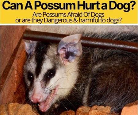 Can A Possum Hurt a Dog