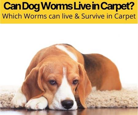 Can Dog Worms Live in Carpet & Can Worm Eggs?