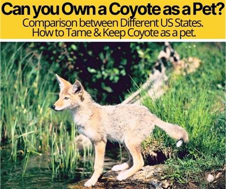 Can You Own a Coyote ,Can They be Domesticated as Pets?