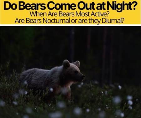 Do Bears Come Out at Night