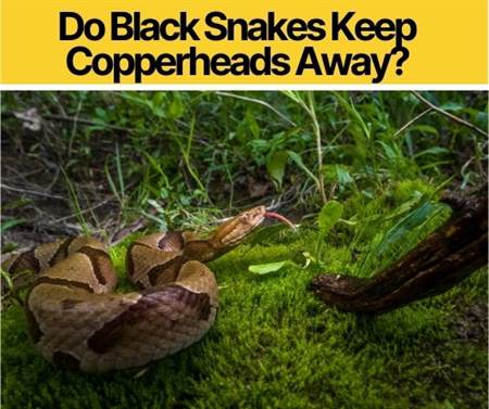 Do Black Snakes Keep Copperheads Away? Do they Eat & Kill?