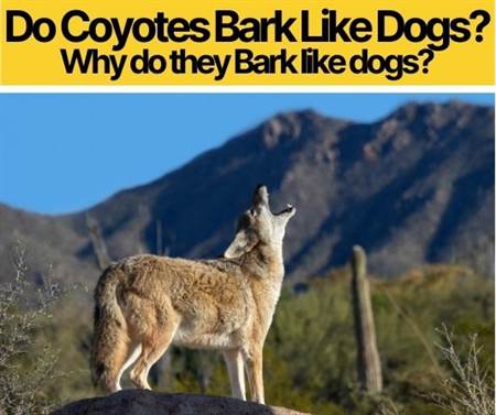 Do Coyotes Bark Like Dogs