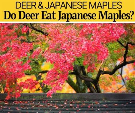 Do Deer Eat Japanese Maples? Are they Deer Resistant?