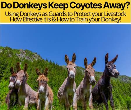 Do Donkeys Keep Coyotes Away -Can Donkey Kill Coyote?