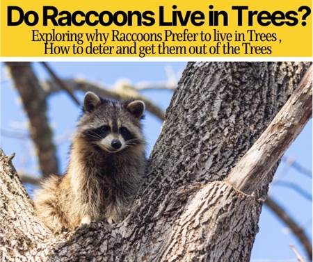 Do Raccoons Live in Trees - Can Raccoons Climb Trees?