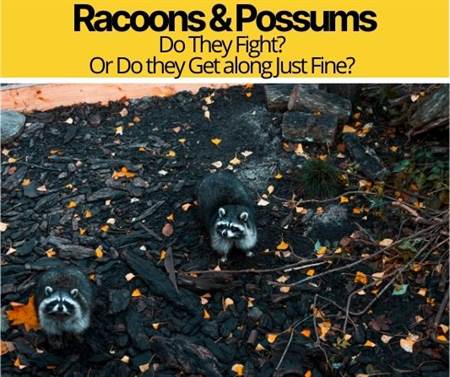 Do Raccoons and Possums Get Along - Do They FIGHT?