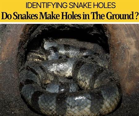 Do Snakes Dig Holes In The Ground -Why & How they Look Like