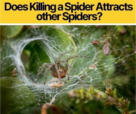 Does Killing a Spider Attracts other Spiders