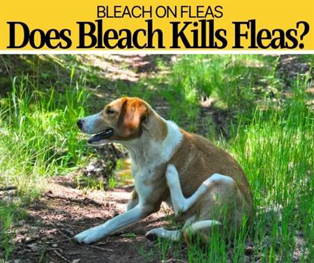 Does bleach kills fleas