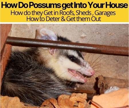 How Do Possums get Into Your House-How to Deter&Get Them Out