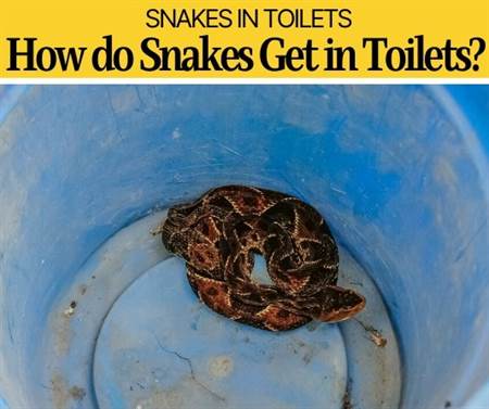 How Do Snakes Get In Toilets -Why Do Snakes Hide in Toilets?