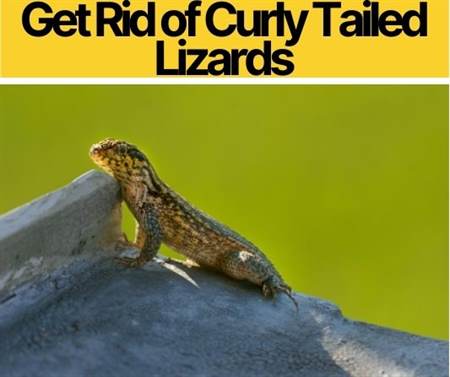 How To Eliminate & Get Rid Of Curly Tailed Lizards