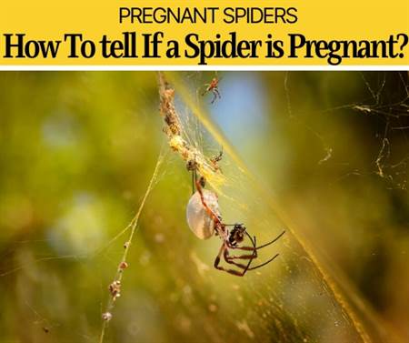How To Tell If a Spider Is Pregnant -Comparison of Species