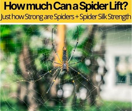 How Much Can a Spider Lift - How Strong are Spiders & Webs