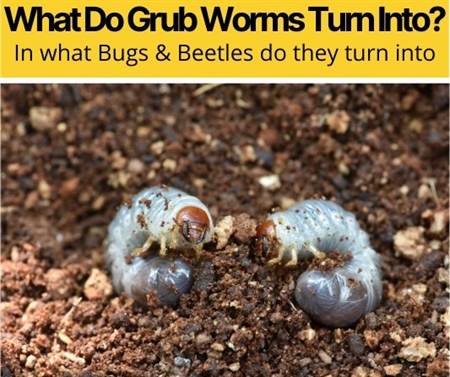 What Do Grub Worms Turn Into? Bugs & Beetles Grubs Turn Into