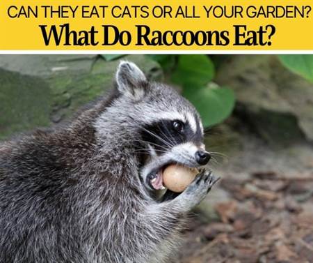 What Do Raccoons Eat -Diet ,Animals & Food Raccoons Eat