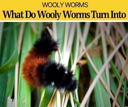 What Do Wooly Worms Turn Into & Wooly Bear Caterpillars