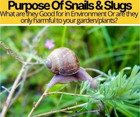 What Is The Purpose of Snails & Slugs