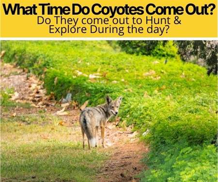 What Time Do Coyotes Come Out