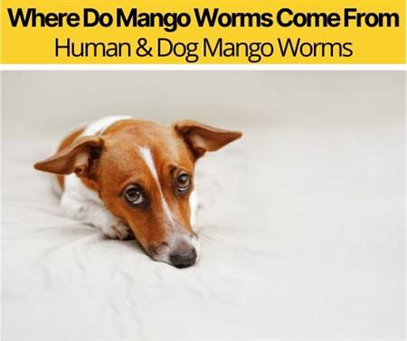 Where Do Mango Worms Come From - Human & Dog Mango Worms