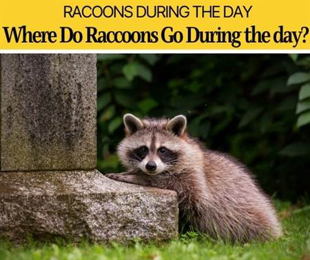 Where do Raccoons Go During the Day- Do They Come out During Day?