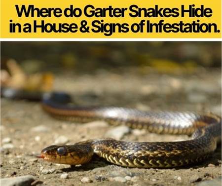 Where do Garter Snakes Hide in a House &Signs of Infestation