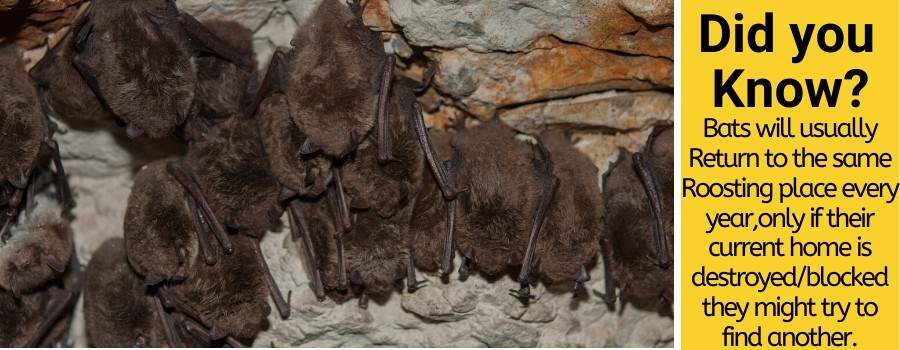 Onde é que os morcegos dormem e como parar de morcegos empoleirados