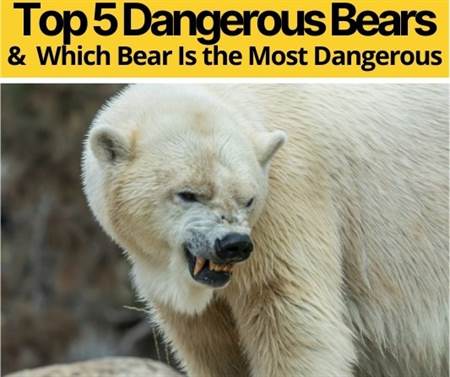 Which Bear Is The Most Dangerous - Top 5 Dangerous Bears