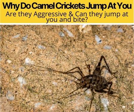 Why Do Camel Crickets Jump At You - Can They Hurt you?