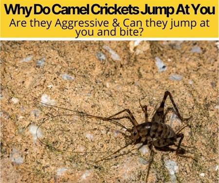 crickets hurt spiders