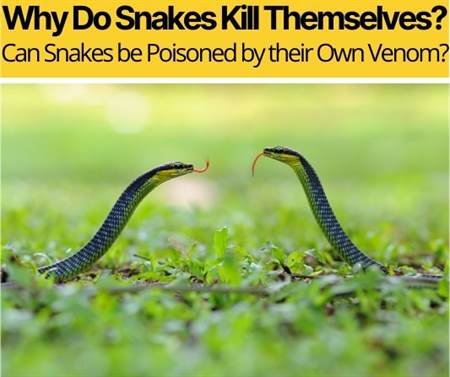 Can Snakes be Poisoned by their Own Venom