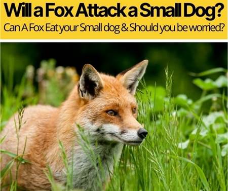 Will A Fox Attack A Small Dog – Should You Be Worried?