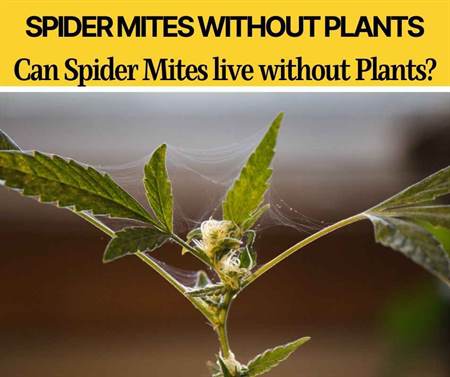 Can Spider Mites Live without Plants