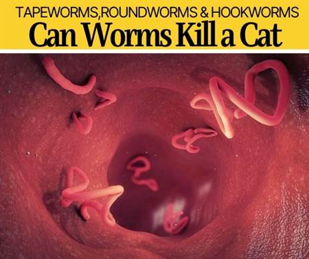 can worms kill a cat