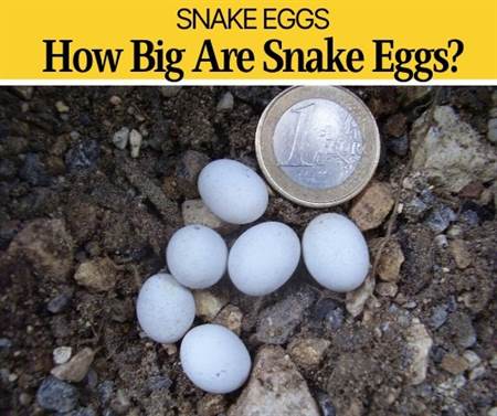 How Big are Snake Eggs (What do they Look Like?)