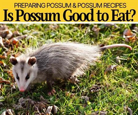 is possum good to eat