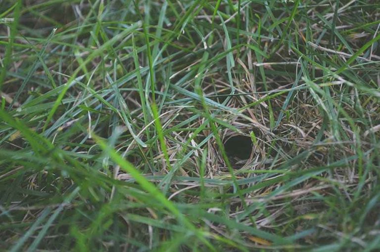 Do Snakes Dig Holes In The Ground Why & How they Look Like Pests Hero