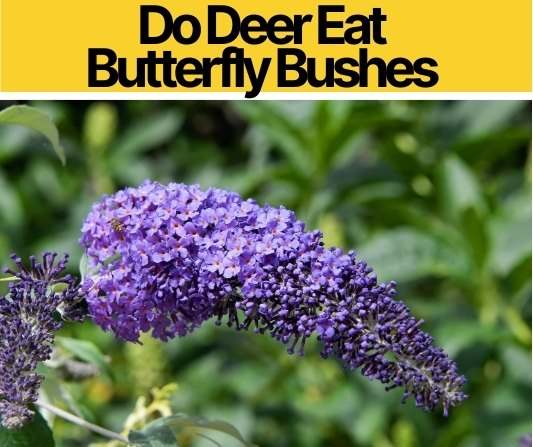 Do Deer Eat Butterfly Bushes - Are they Deer Resistant?