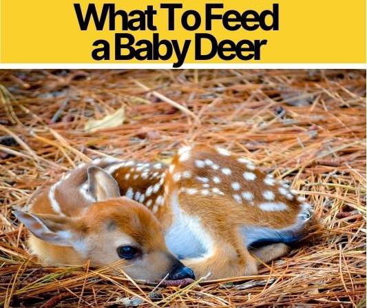 What Do You Feed A Baby Deer Fawn - Baby Deer Care Sheet