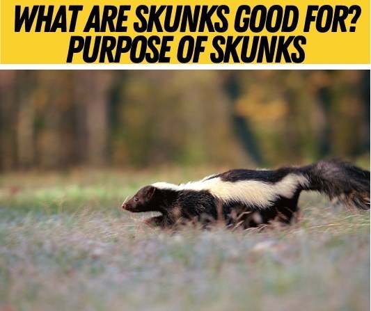 What are Skunks Good for