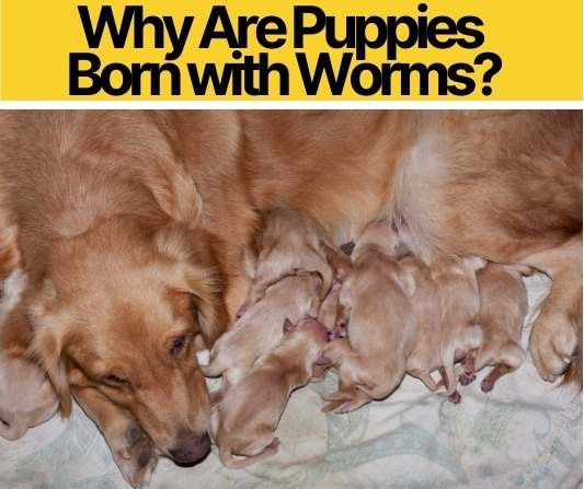 Why Are Puppies Born with Worms_
