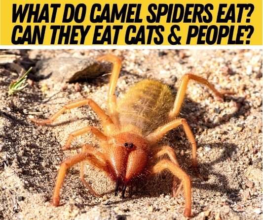 What Do Camel Spiders Eat - Diet & Food Camel Spiders Eat