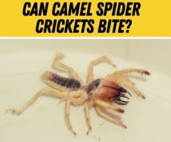 Do Camel Spider Cave Crickets Bite -Are they Poisonous?