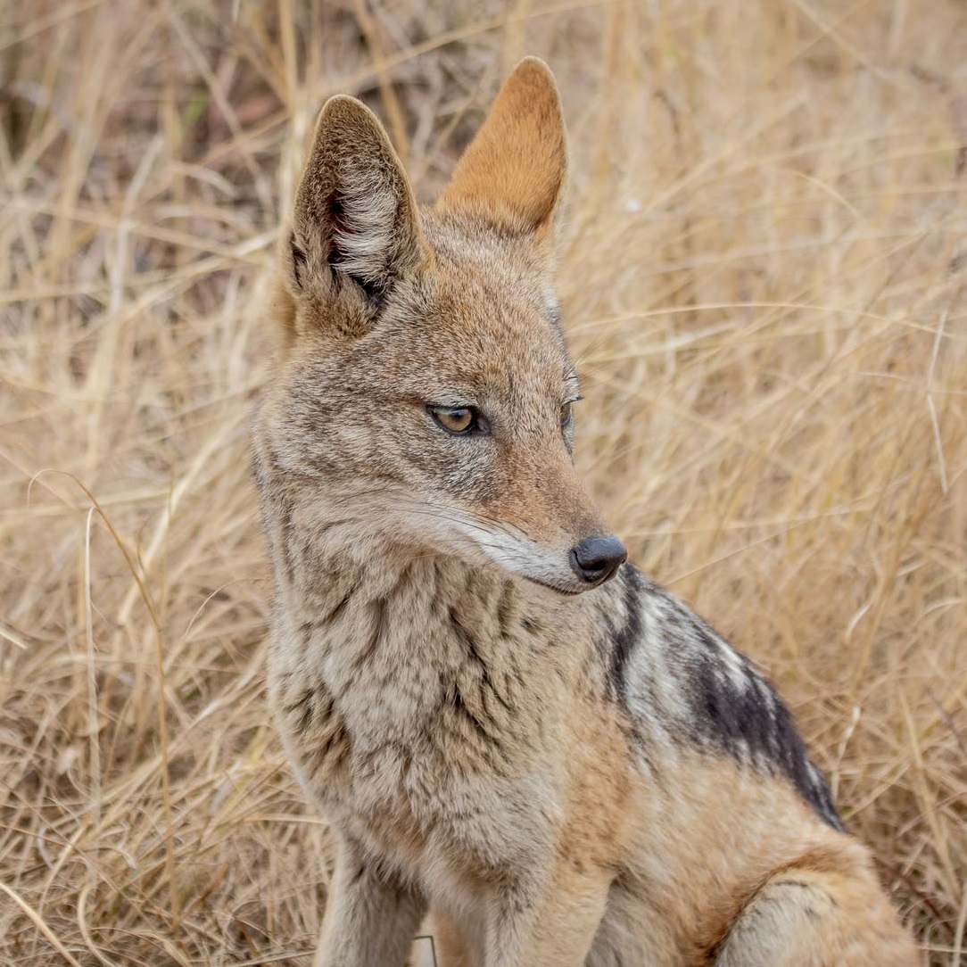 coyote