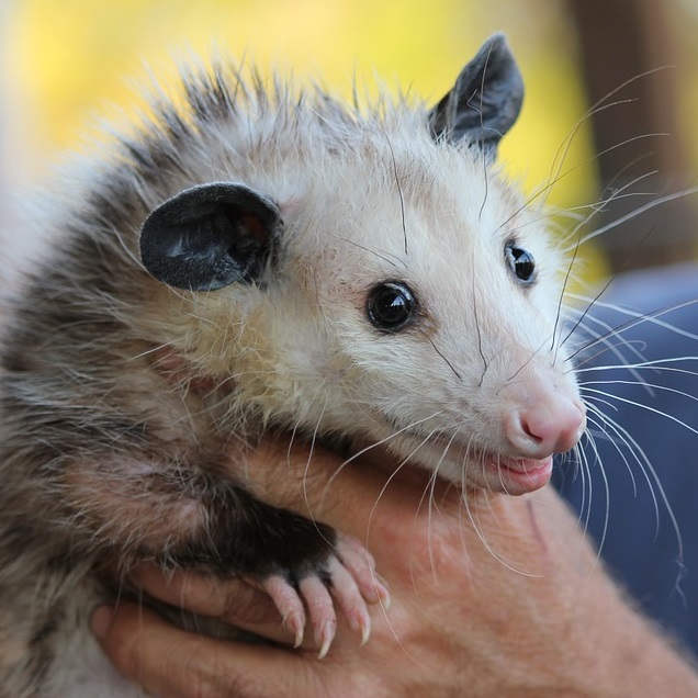 possum