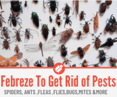 Febreze To Kill Spiders, Ants, Fleas ,Flies & Other Bugs