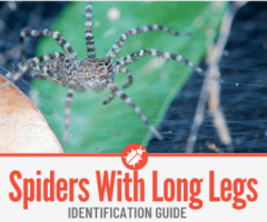 Spiders with Long Legs - Identification Guide of Long Legged Spiders