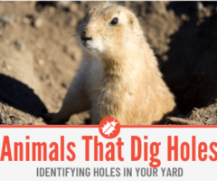 13 Animals That Dig Holes in Yard - Identifying Holes in Yard